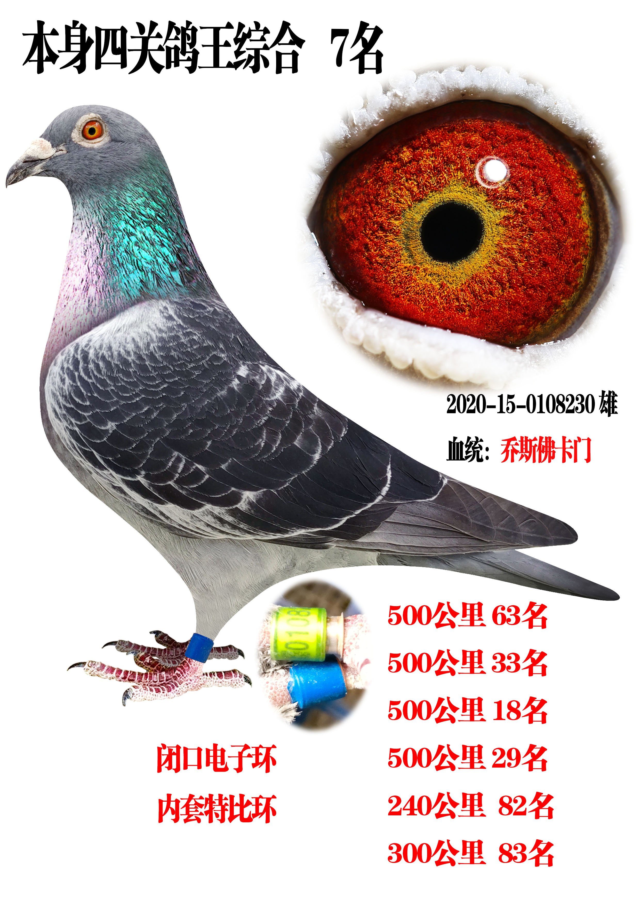 天一鸽业幼鸽专卖图片