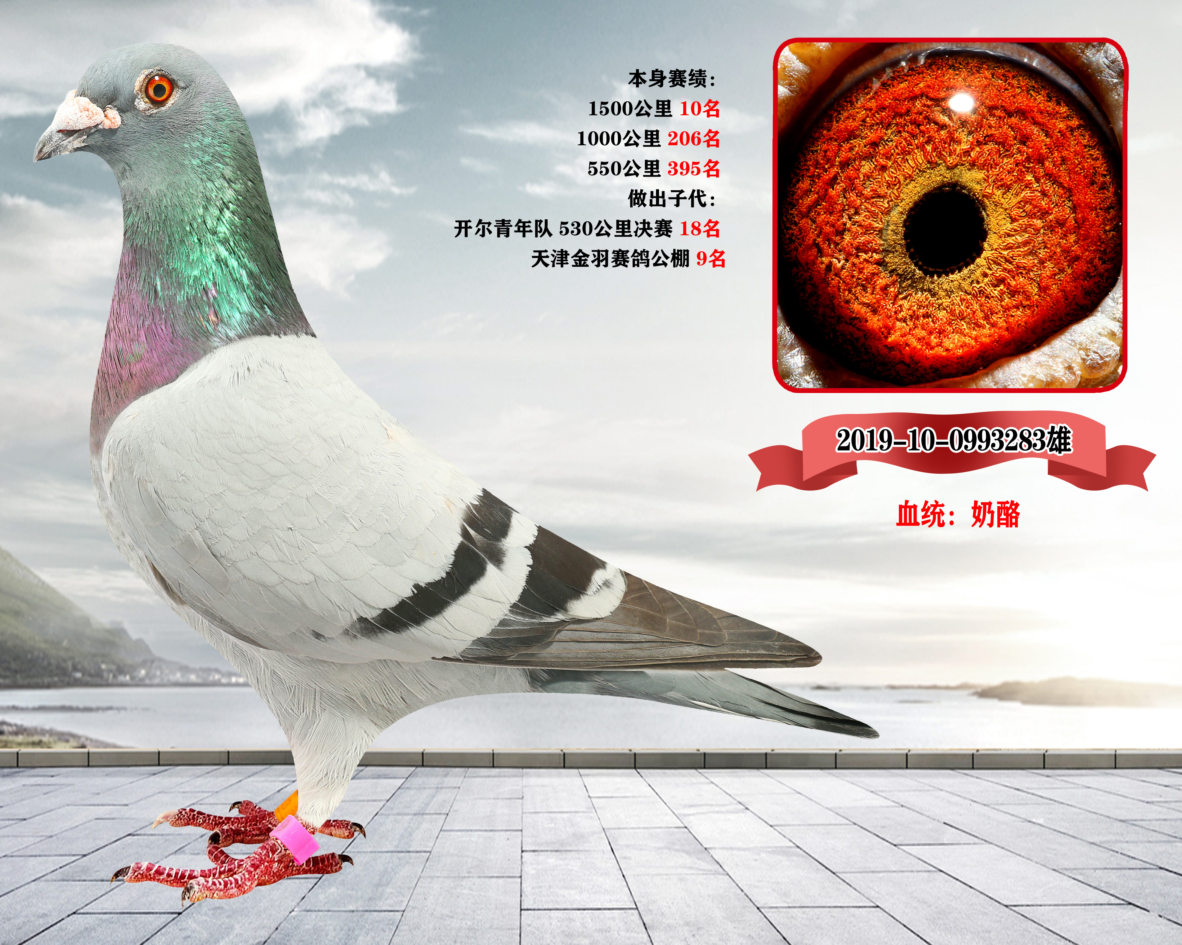 信鸽在线拍卖平台