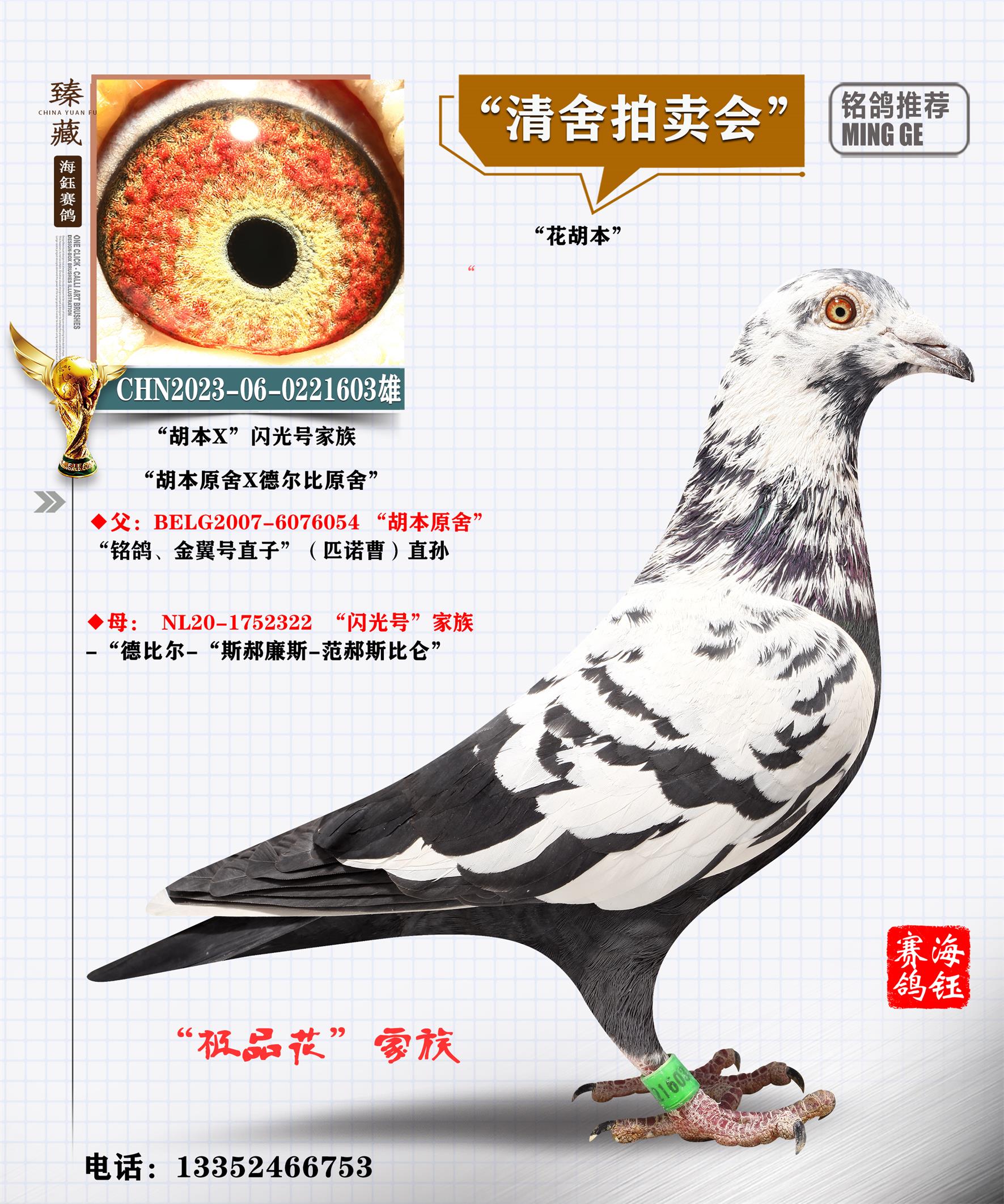 联盟国际 - 中信网铭鸽展厅