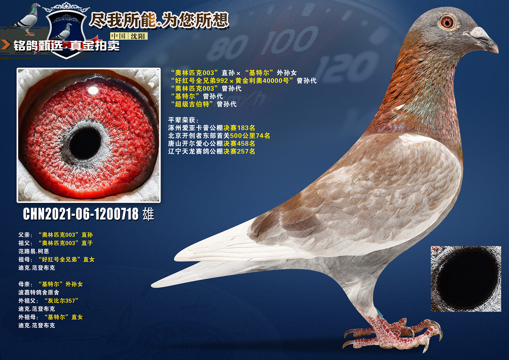 名扬文化精英育种中心 - 中信网铭鸽展厅