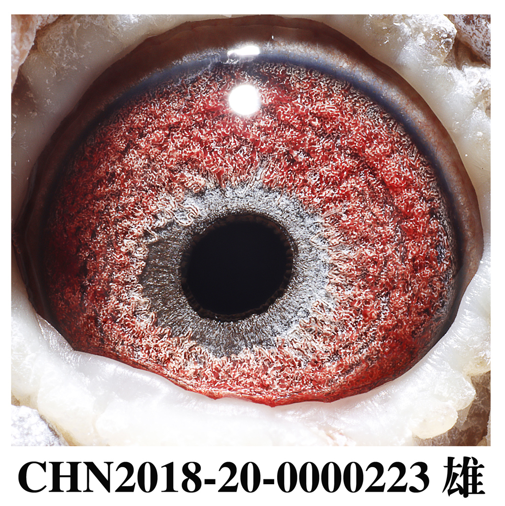 广西周裕军 - 中信网铭鸽展厅