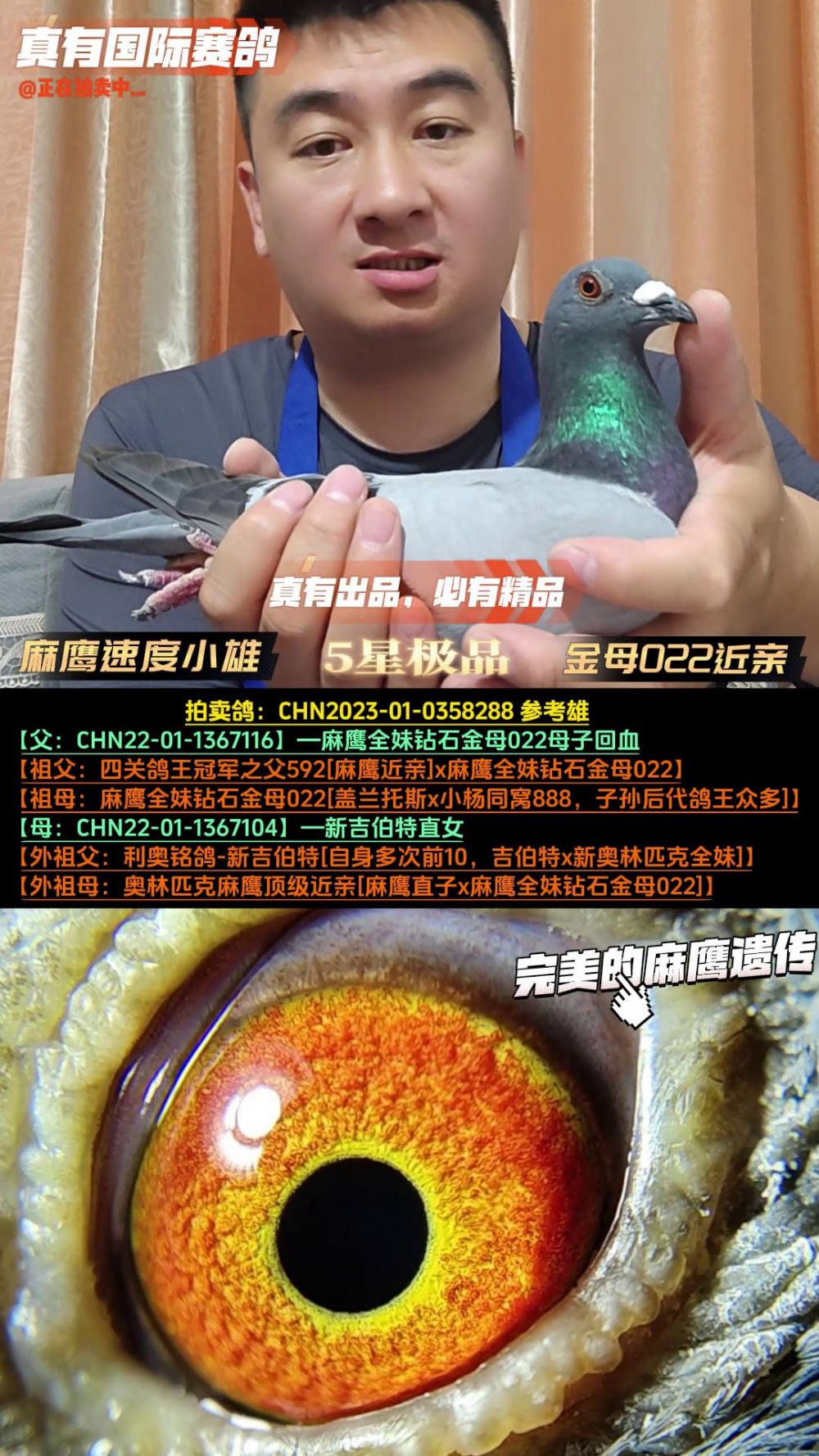 真有国际赛鸽育种中心 - 中信网铭鸽展厅
