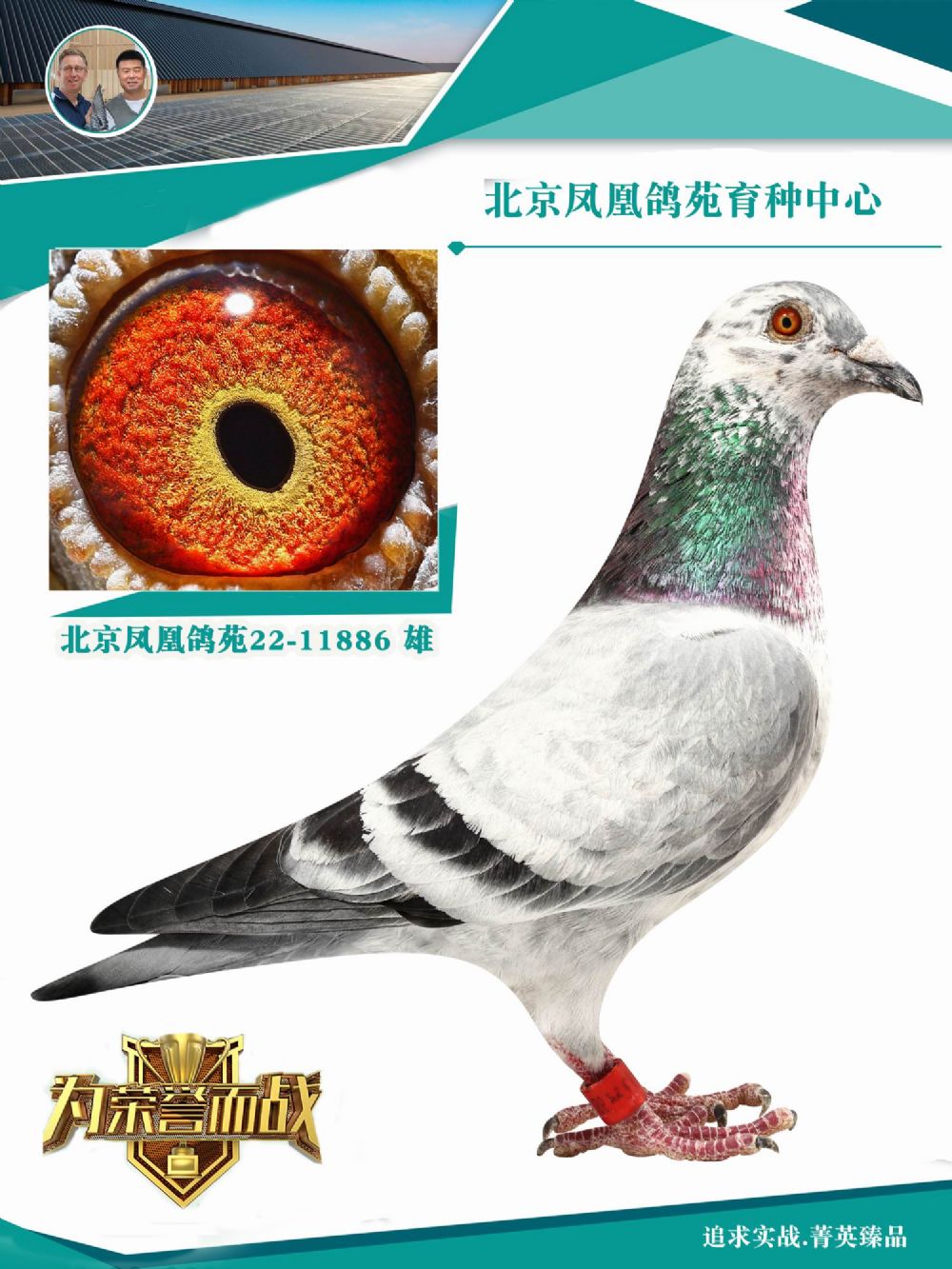 鸿鸽信鸽摄影 - 中信网铭鸽展厅