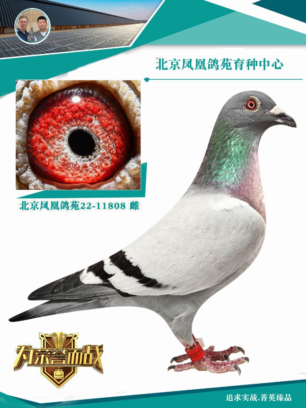 鸿鸽信鸽摄影 - 中信网铭鸽展厅