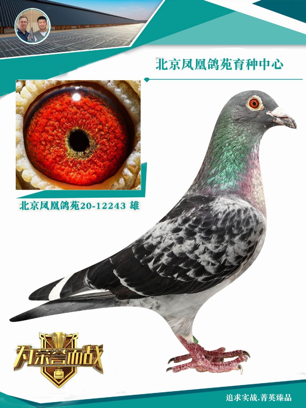 鸿鸽信鸽摄影 - 中信网铭鸽展厅