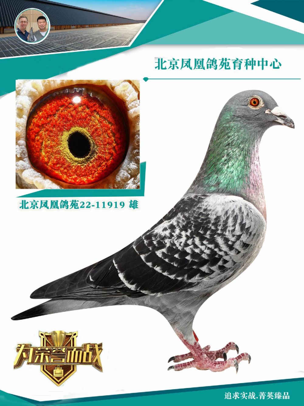 鸿鸽信鸽摄影 - 中信网铭鸽展厅