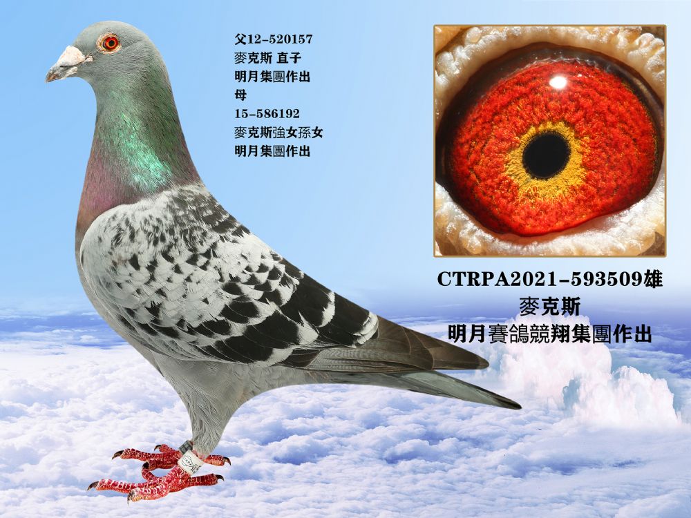 台湾明月詹森血系种鸽世界最伟大的鸽系