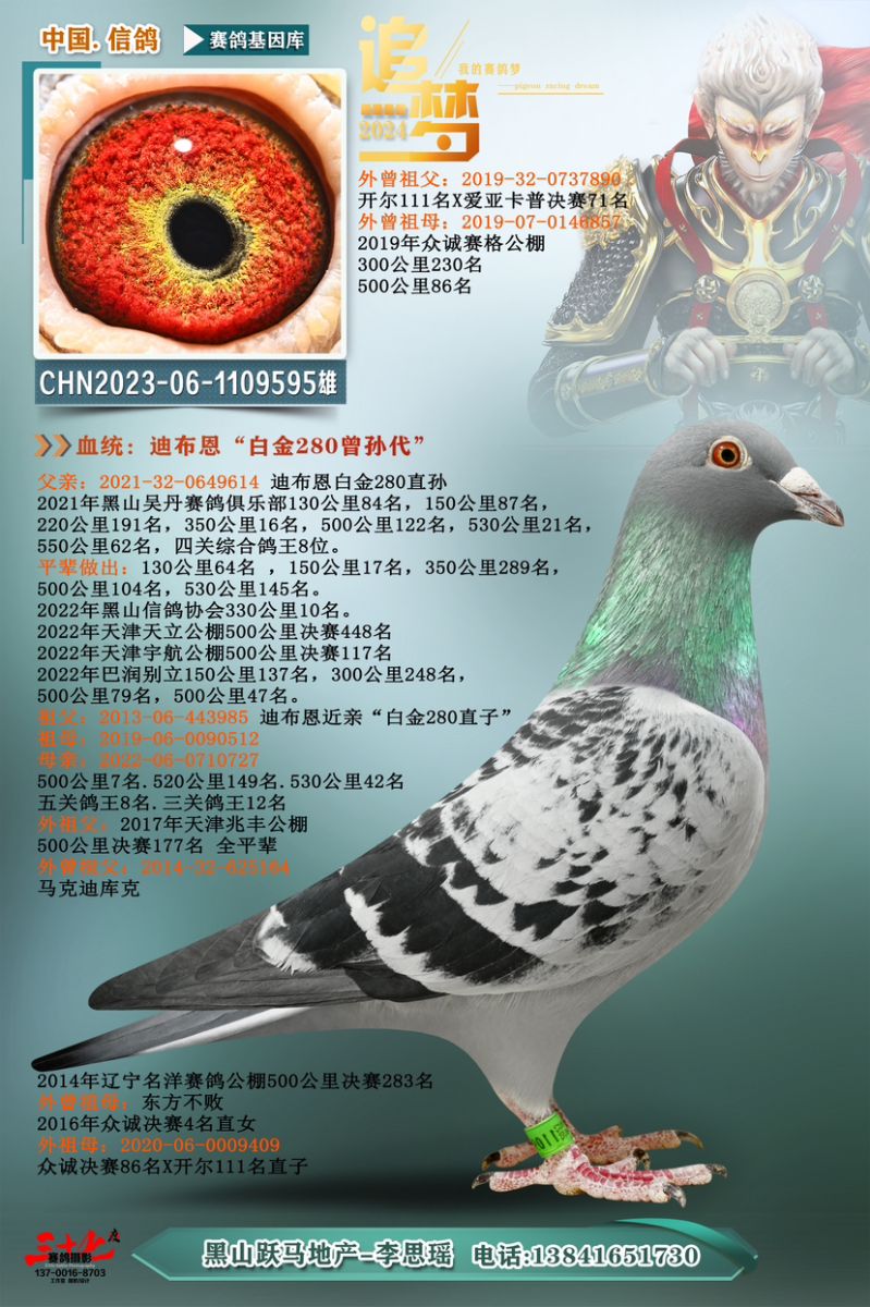 养鸽姑娘-跃马地产李思瑶 - 中信网铭鸽展厅