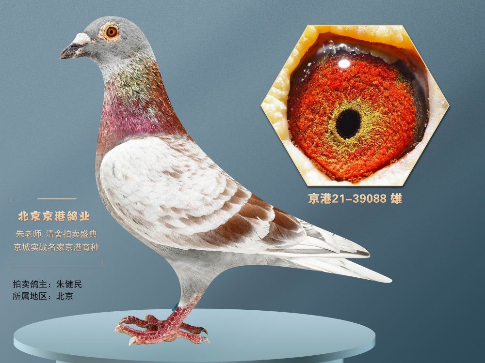 兄弟信鸽传媒 - 中信网铭鸽展厅