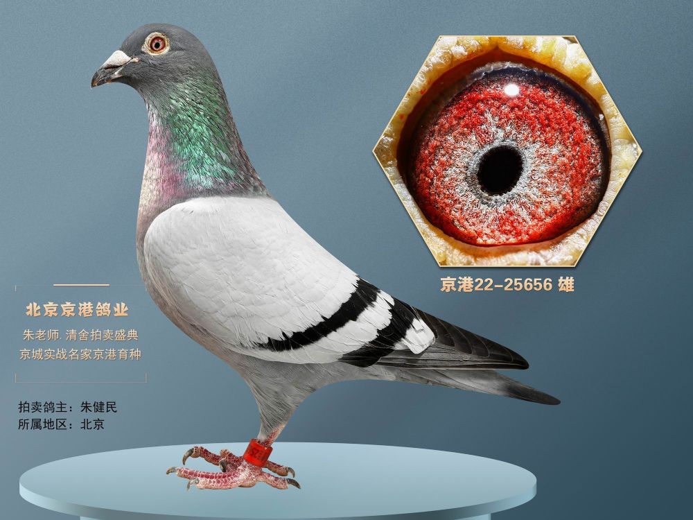 兄弟信鸽传媒 - 中信网铭鸽展厅