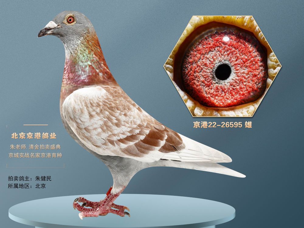 兄弟信鸽传媒 - 中信网铭鸽展厅