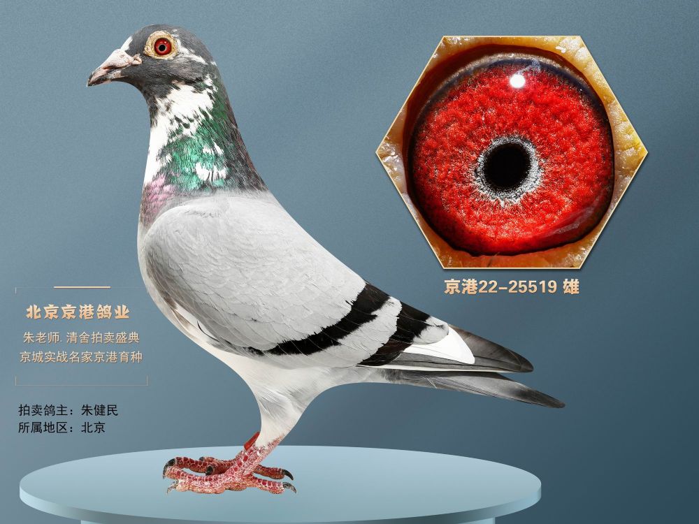 兄弟信鸽传媒 - 中信网铭鸽展厅