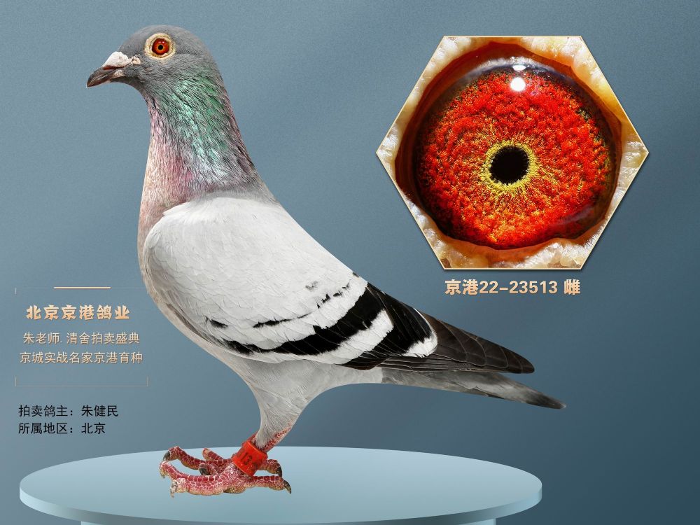 艾迪夏拉肯金牌特留高端种鸽平辈神州辉煌鸽王亚军