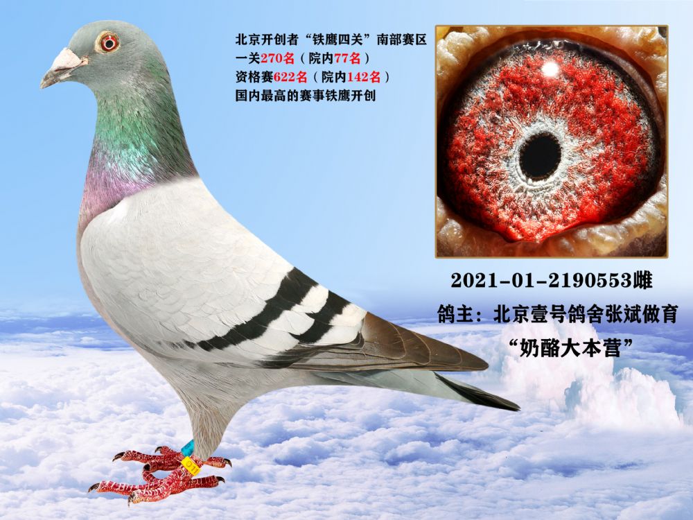 北京壹号鸽舍张斌交北京开创者铁鹰四关参赛鸽