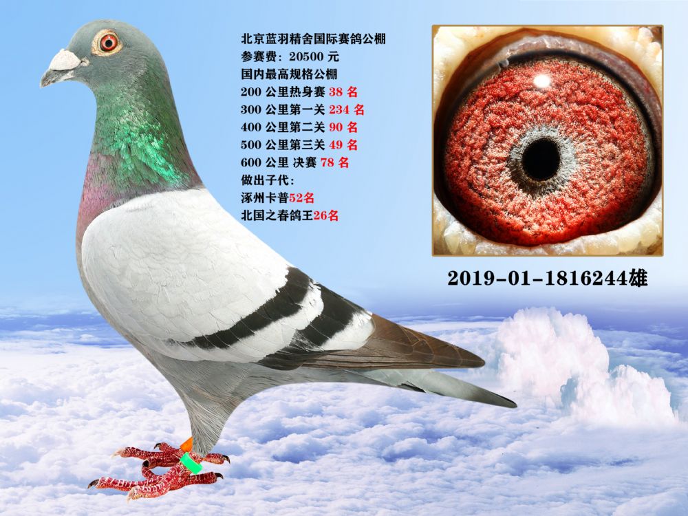 北京蓝羽精舍国际赛鸽公棚600公里决赛78名