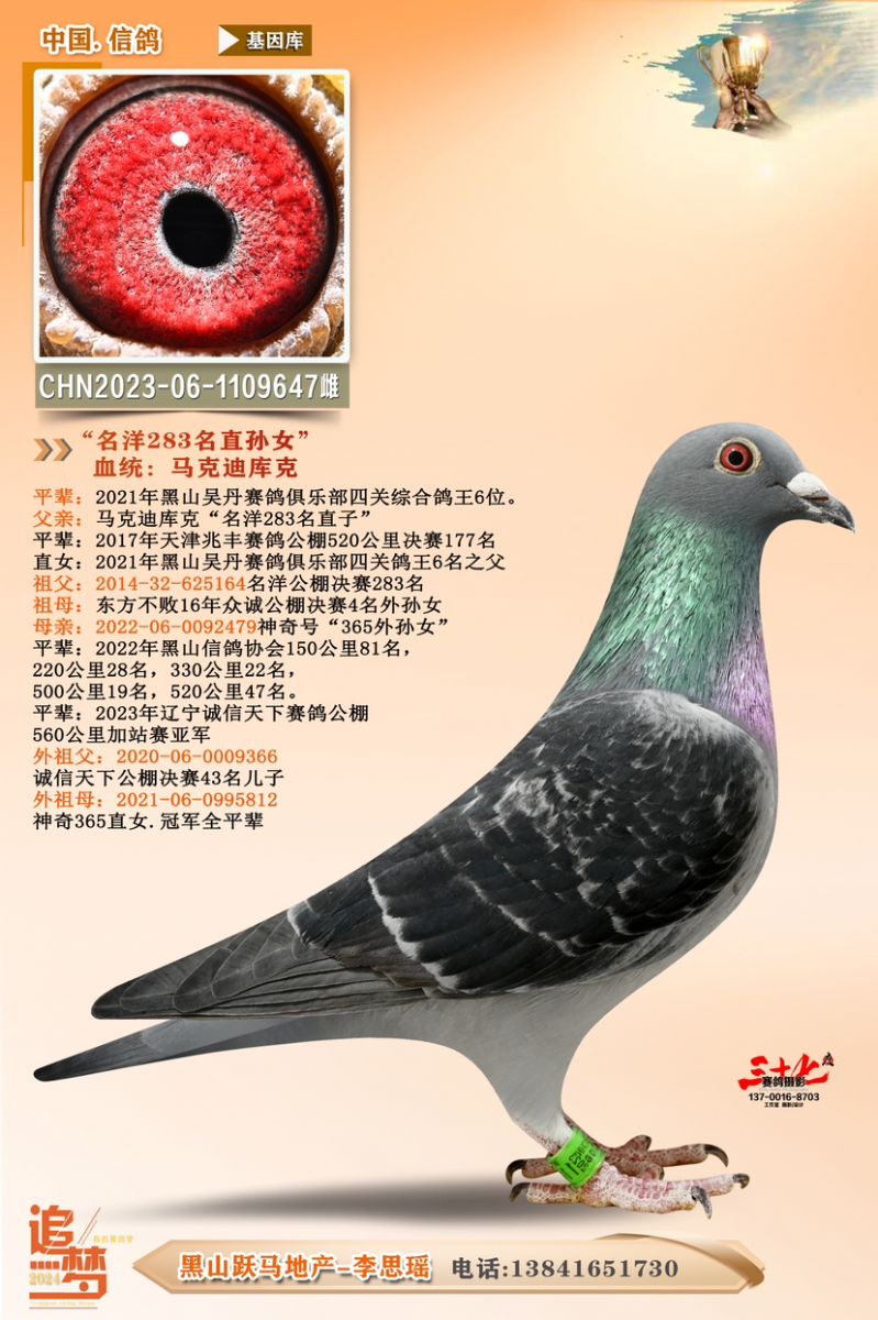 养鸽姑娘-跃马地产李思瑶 - 中信网铭鸽展厅