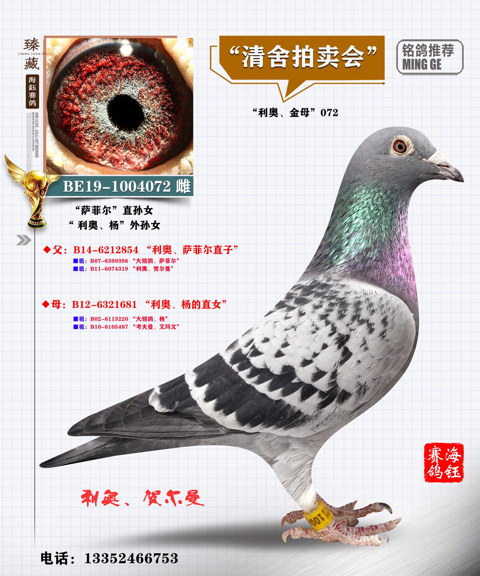 信鸽在线拍卖平台 - 中国信鸽信息网