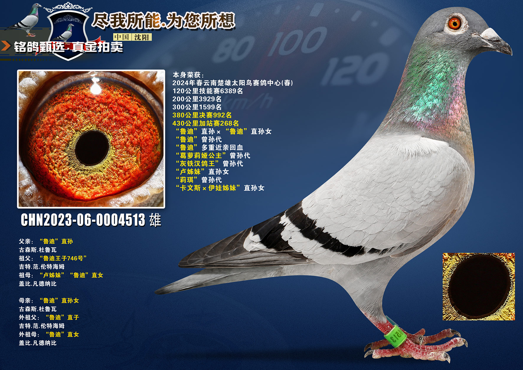 云南楚雄太阳鸟赛鸽中心430公里加站赛268名