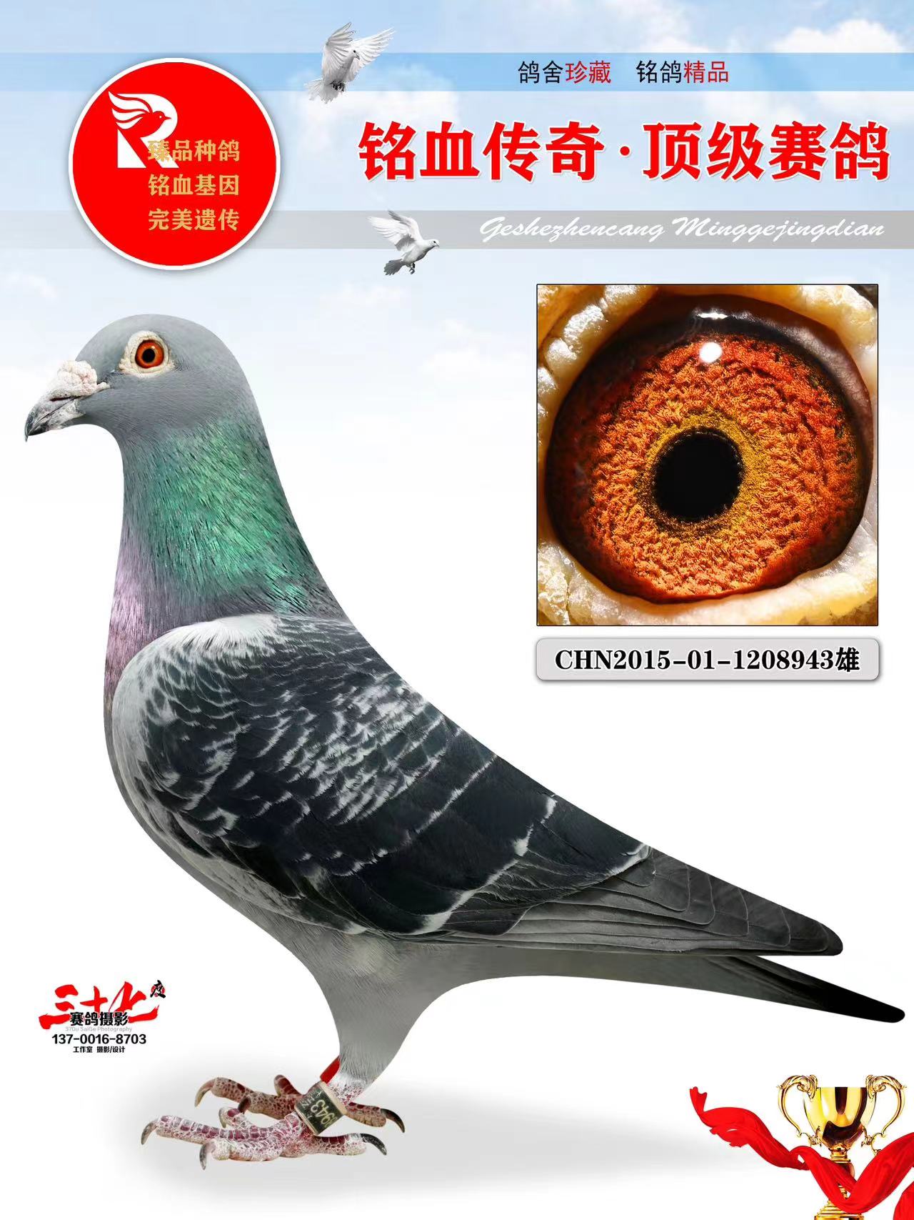 牧鸽文化 - 中信网铭鸽展厅