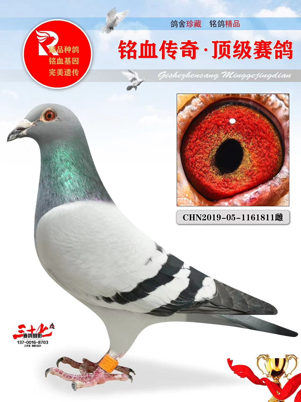 牧鸽文化 - 中信网铭鸽展厅