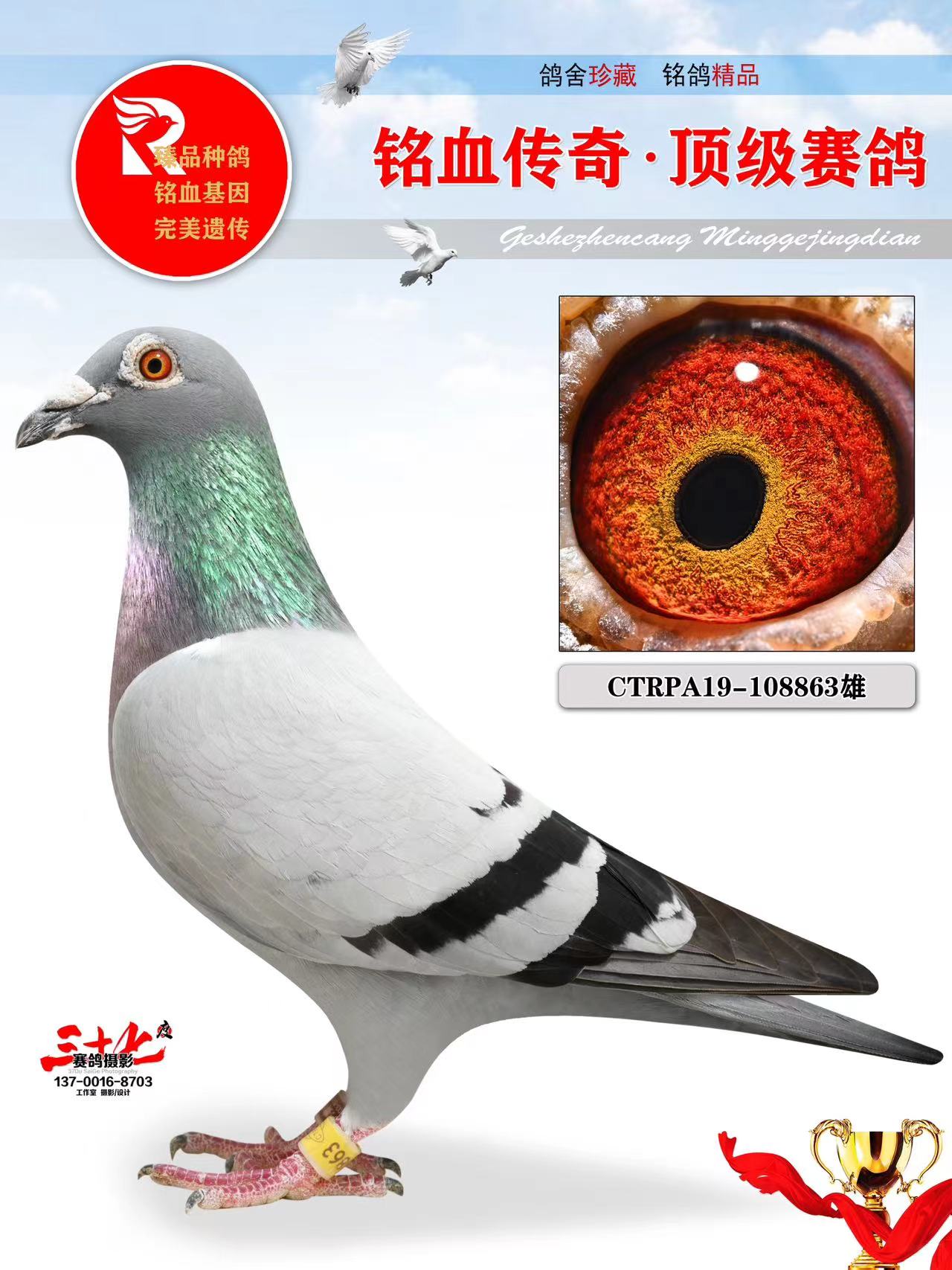 牧鸽文化 - 中信网铭鸽展厅