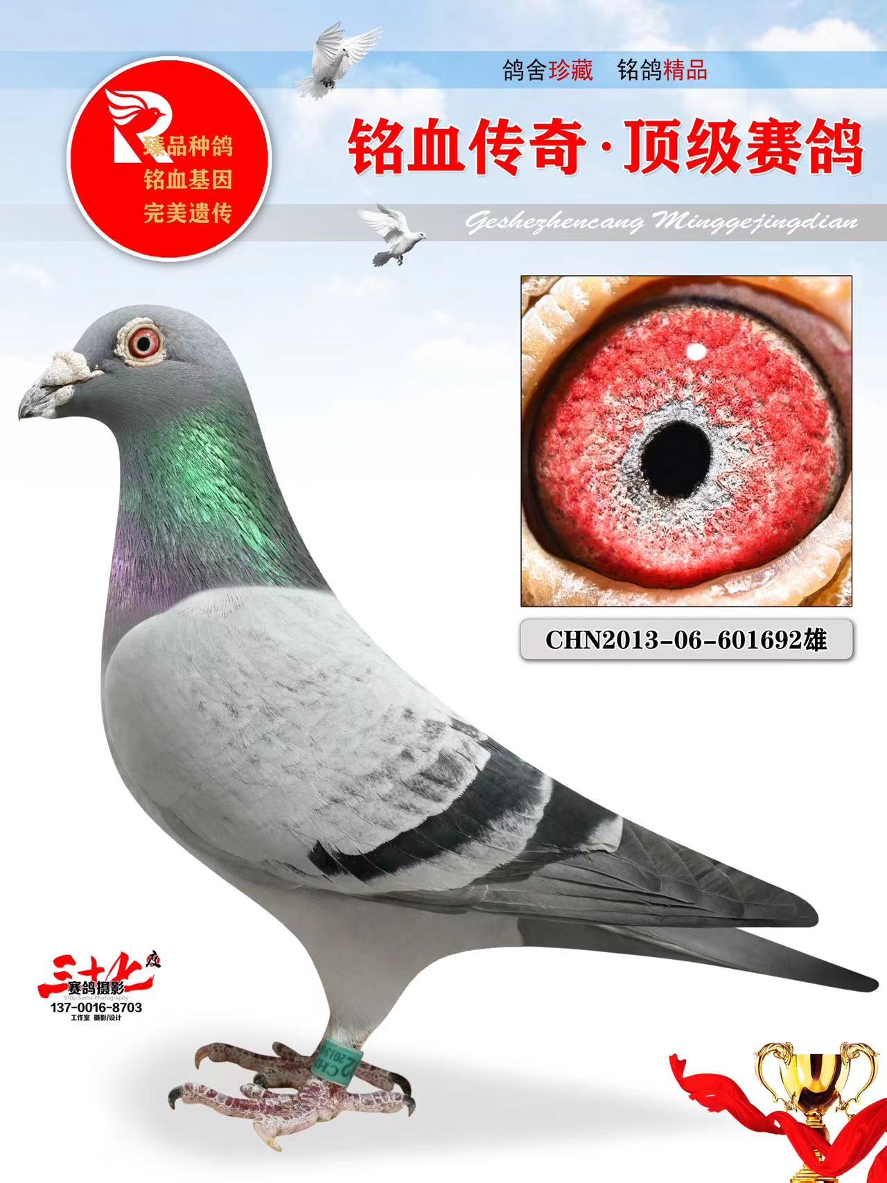 牧鸽文化 - 中信网铭鸽展厅