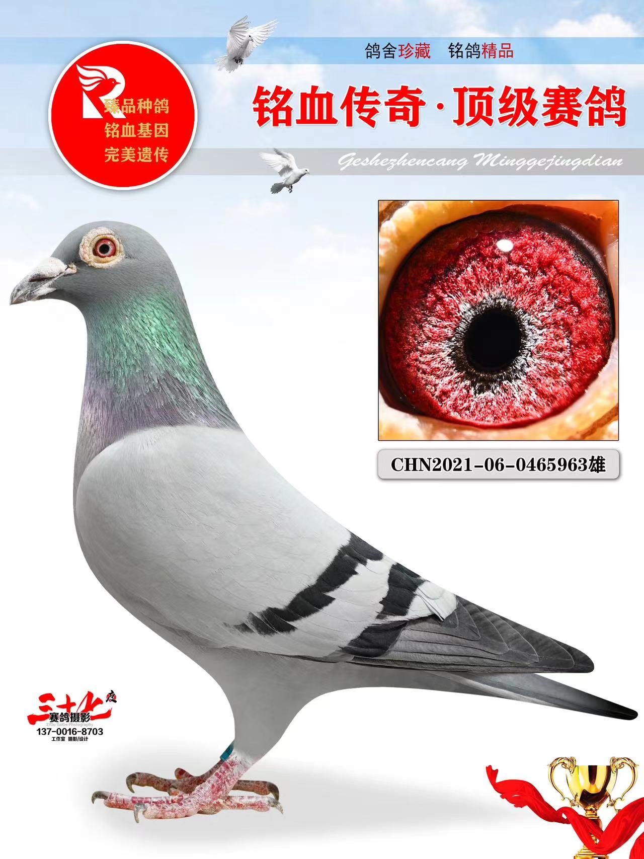 牧鸽文化 - 中信网铭鸽展厅