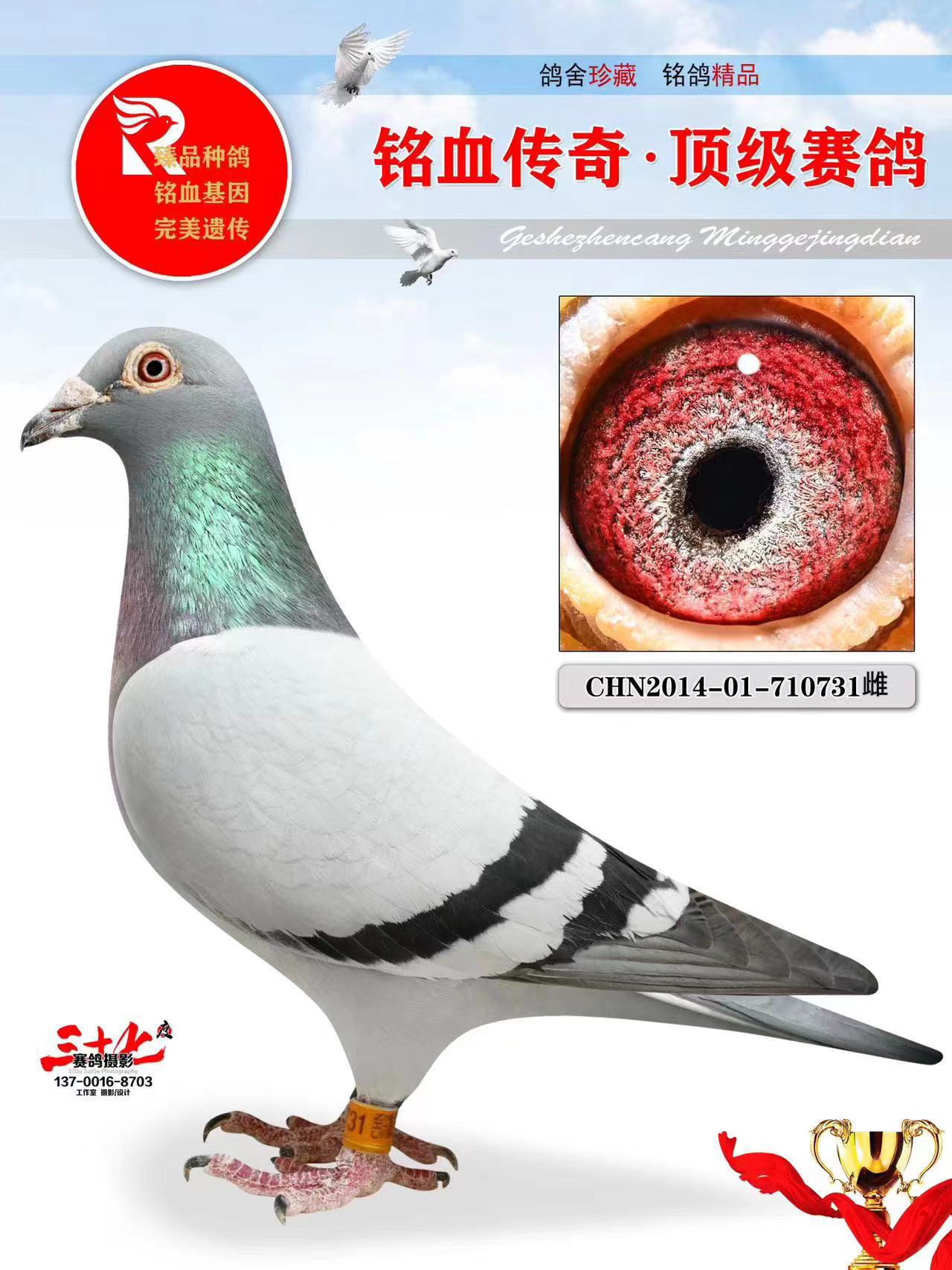 运输费用:与竞拍款一并支付,汽运及火车运输:按羽数计算,每羽100元,得