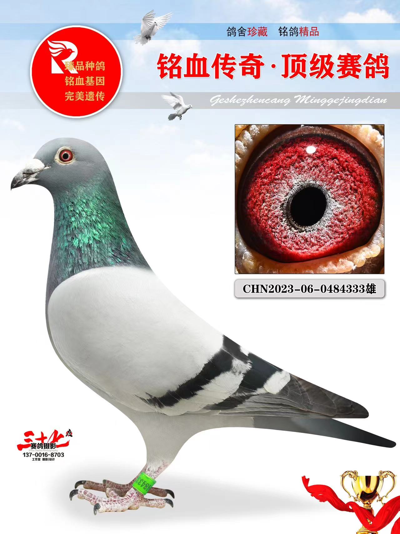 牧鸽文化 - 中信网铭鸽展厅