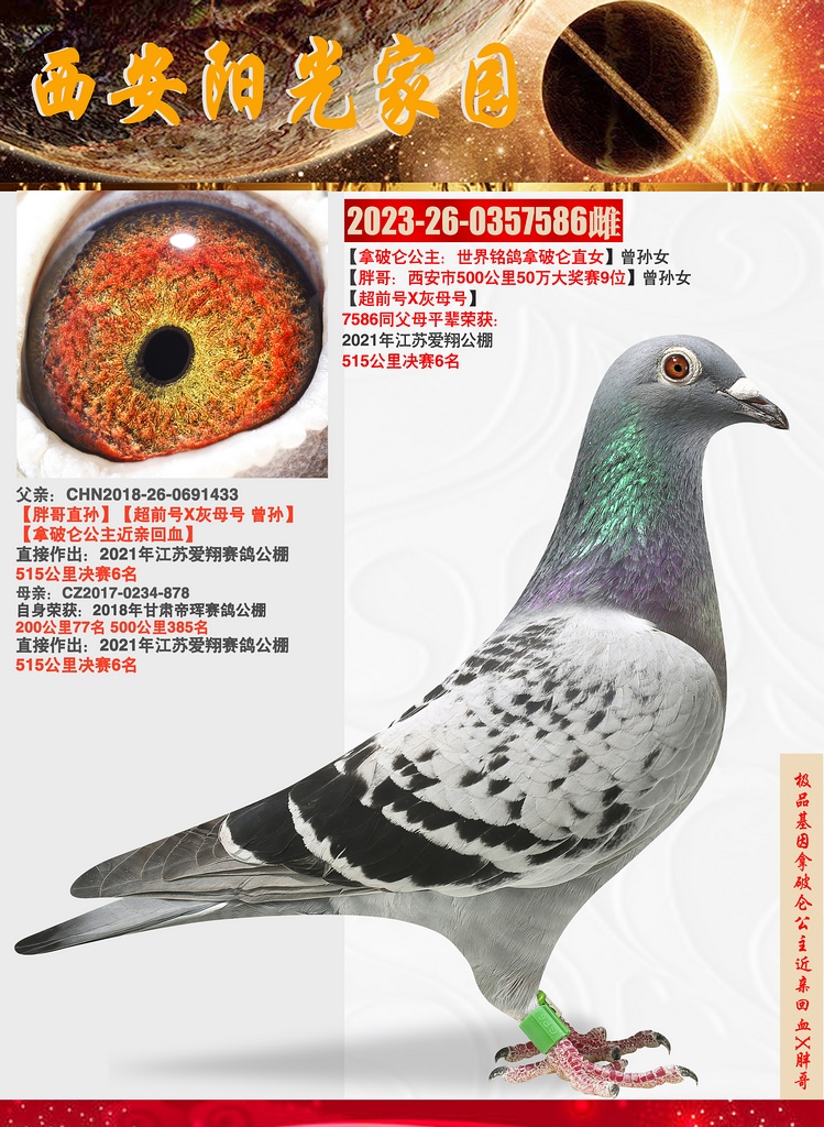 信鸽在线拍卖平台 - 中国信鸽信息网