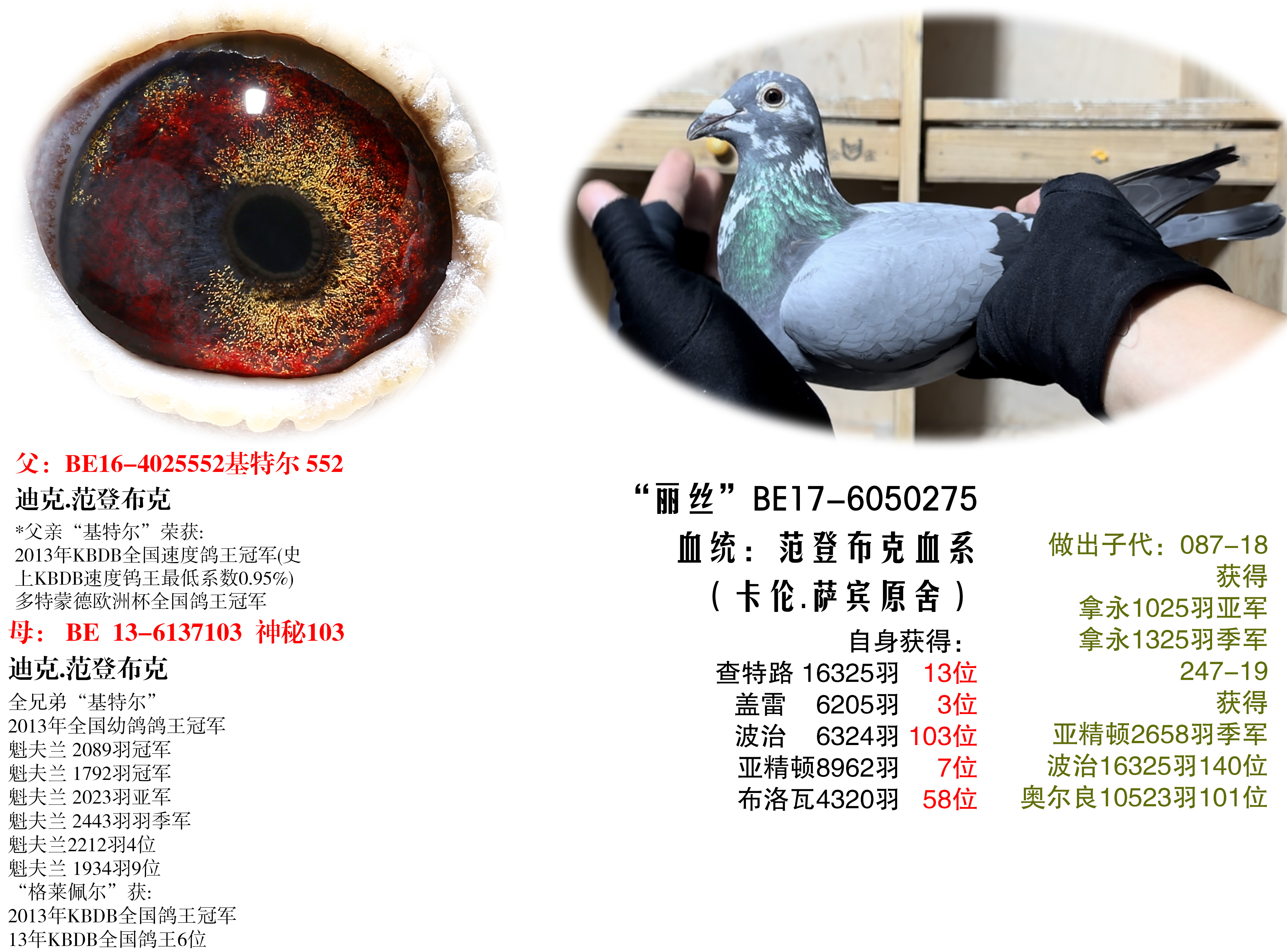 信鸽在线拍卖平台 - 中国信鸽信息网
