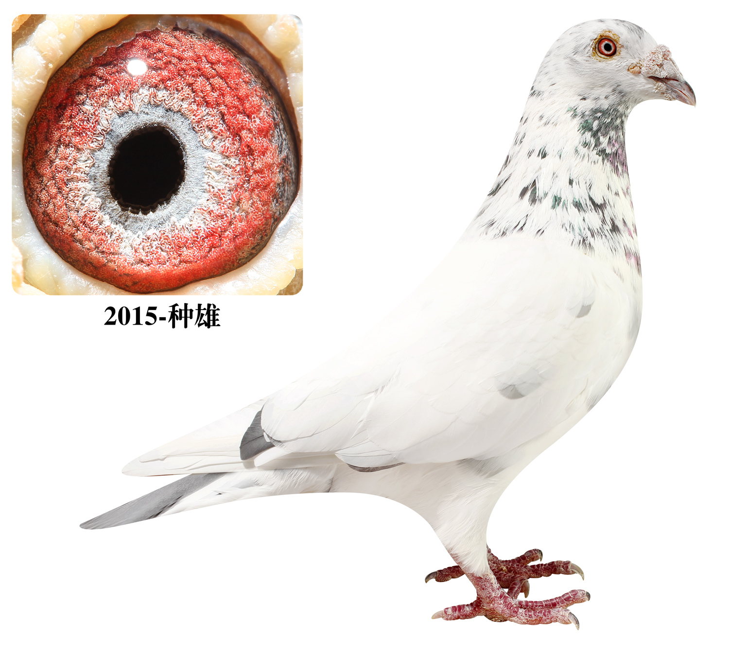 信鸽在线拍卖平台 - 中国信鸽信息网