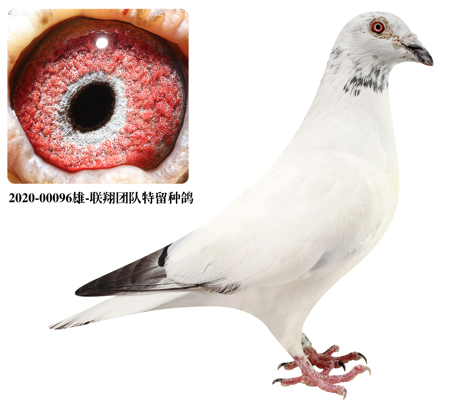 信鸽在线拍卖平台 - 中国信鸽信息网