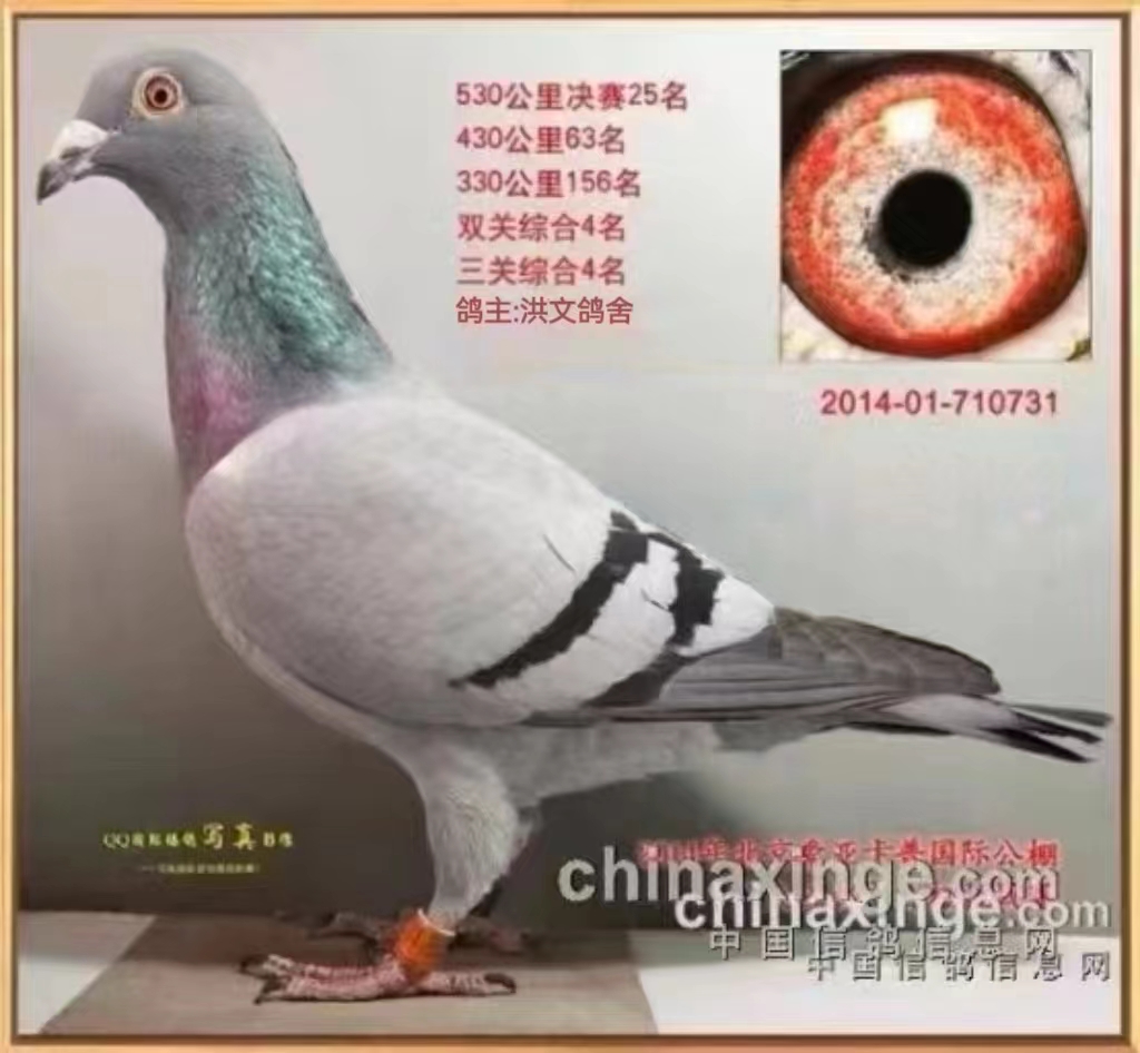 运输费用:与竞拍款一并支付,汽运及火车运输:按羽数计算,每羽100元,得