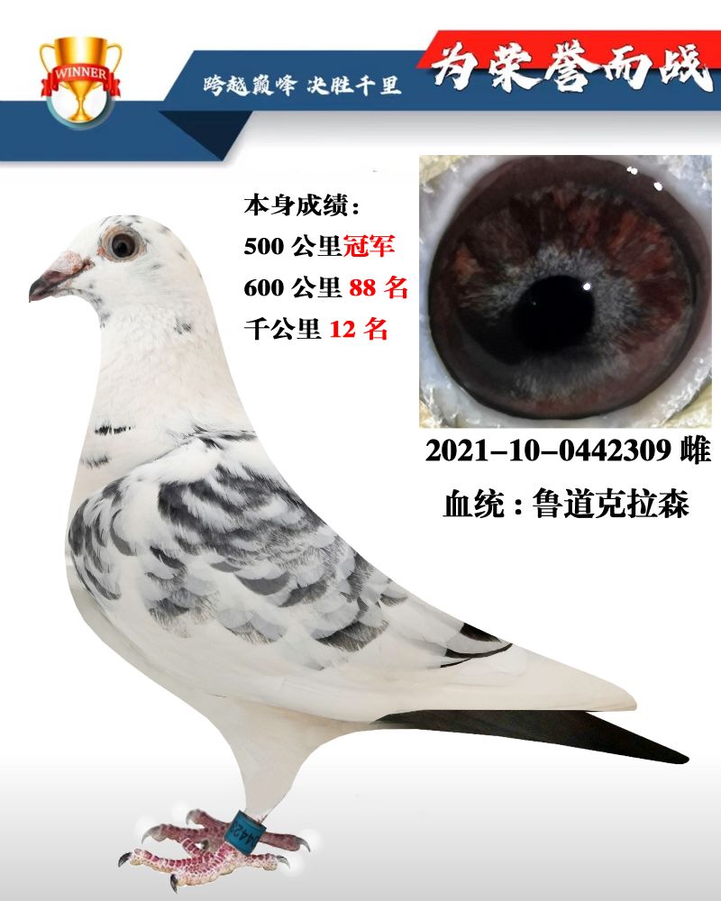 汇金信鸽传媒 - 中信网铭鸽展厅