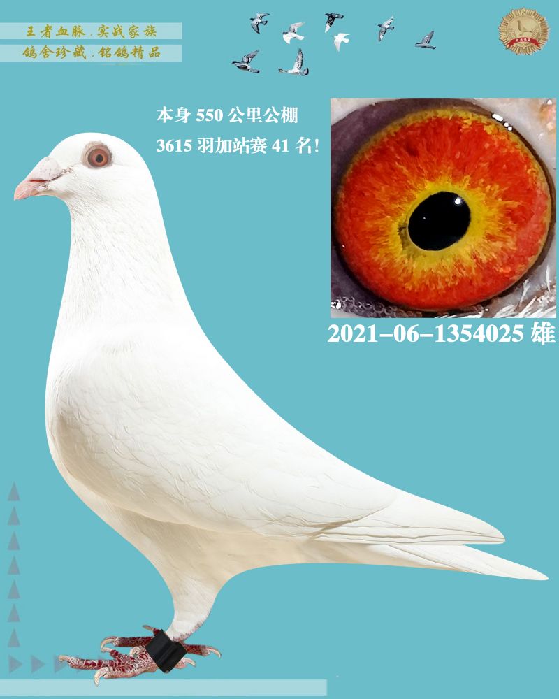 汇金信鸽传媒 - 中信网铭鸽展厅