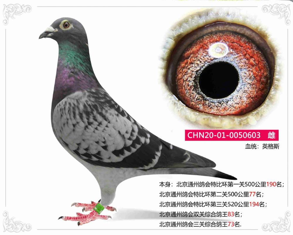 信鸽在线拍卖平台 - 中国信鸽信息网