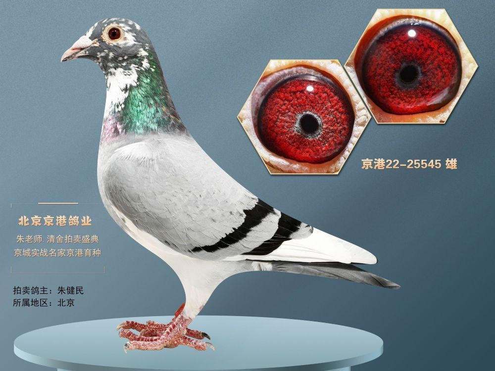 兄弟信鸽传媒 - 中信网铭鸽展厅