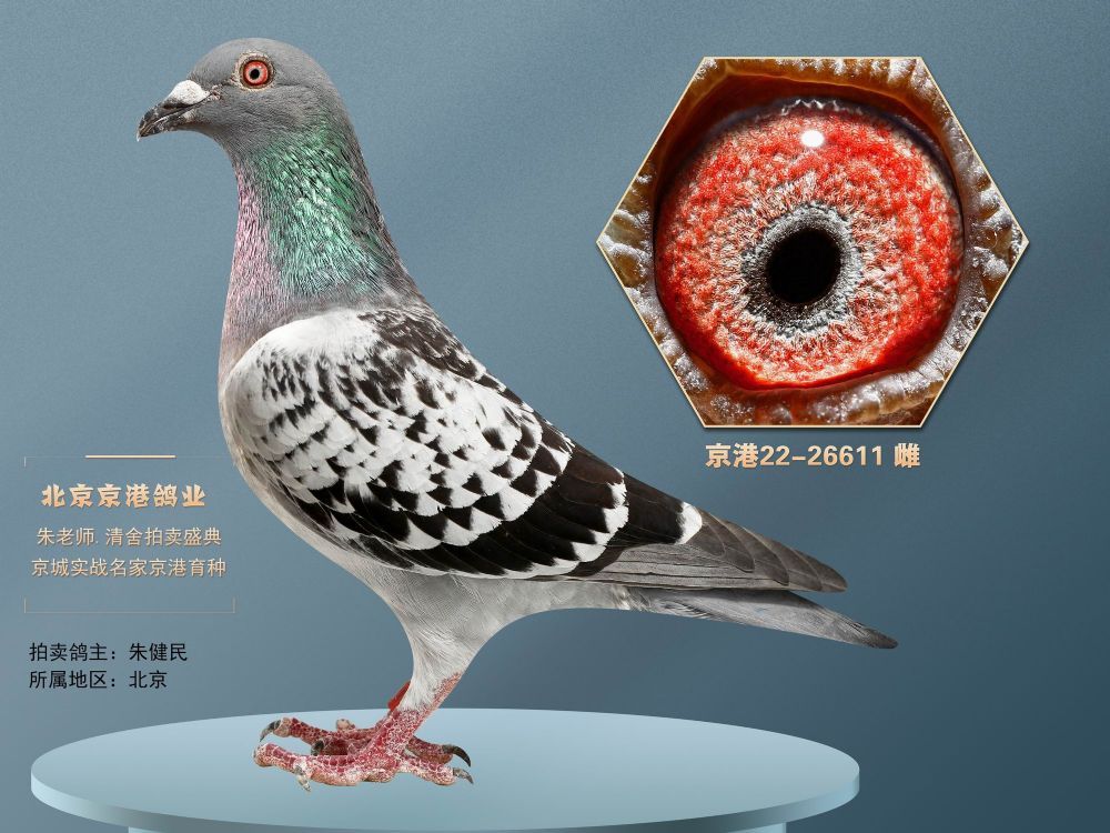 兄弟信鸽传媒 - 中信网铭鸽展厅