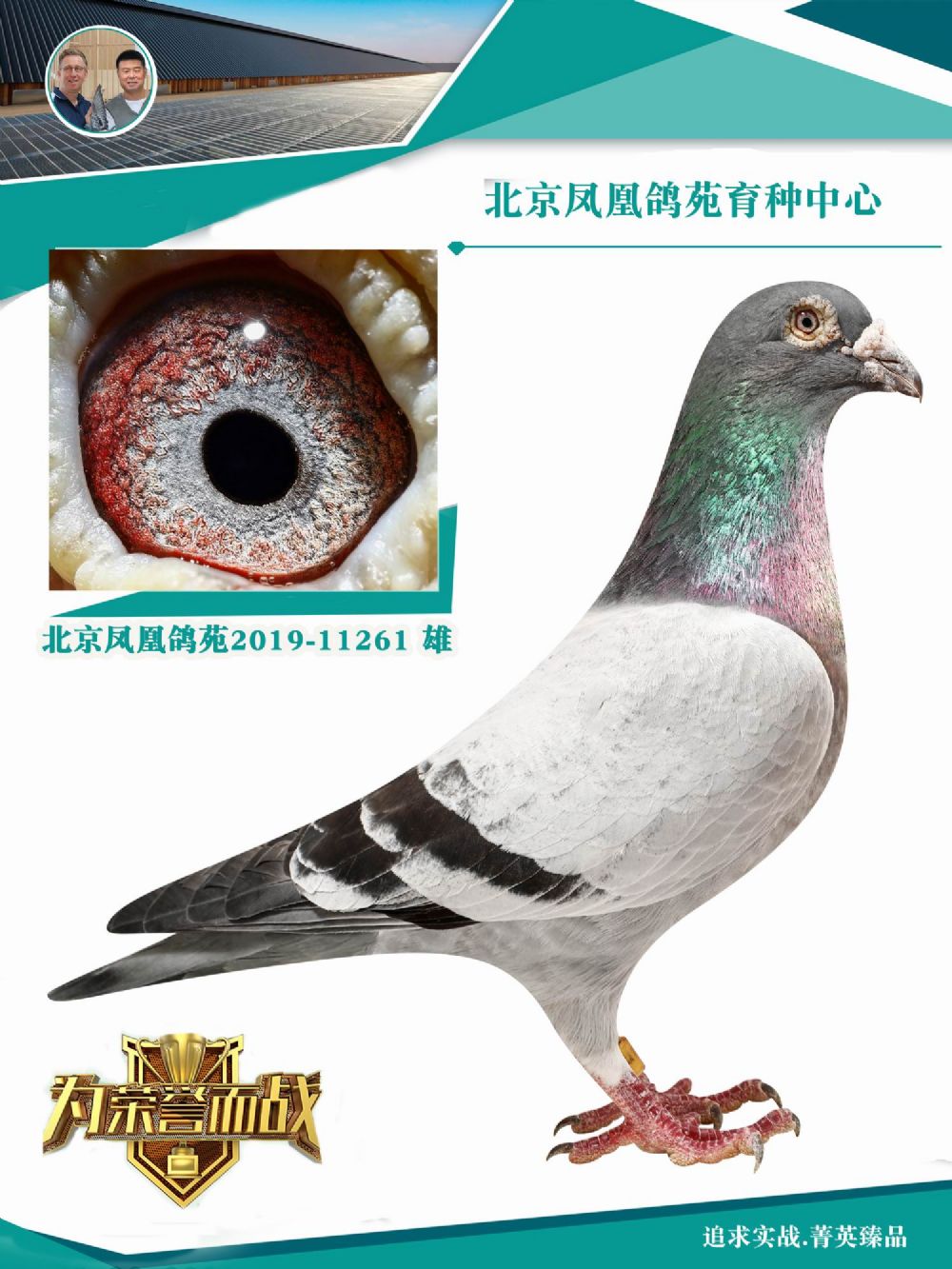 鸿鸽信鸽摄影 - 中信网铭鸽展厅