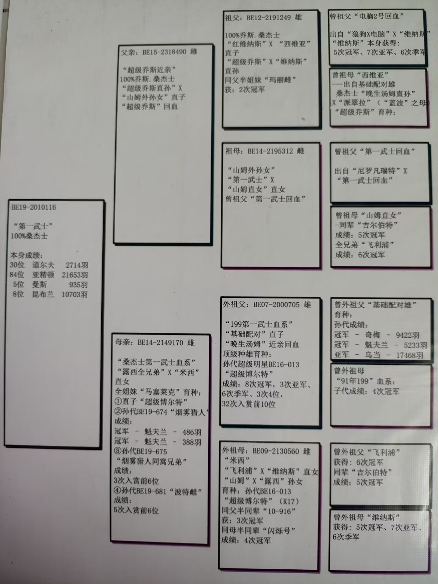 信鸽在线拍卖平台 - 中国信鸽信息网