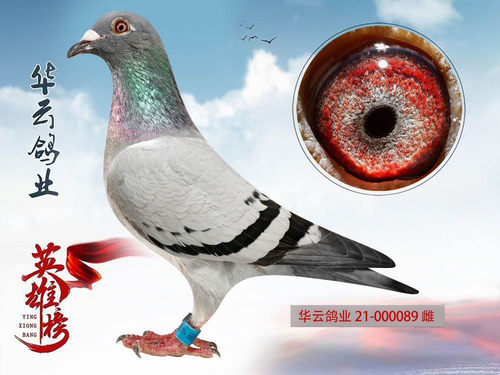 冠飞铭鸽传媒 - 中信网铭鸽展厅