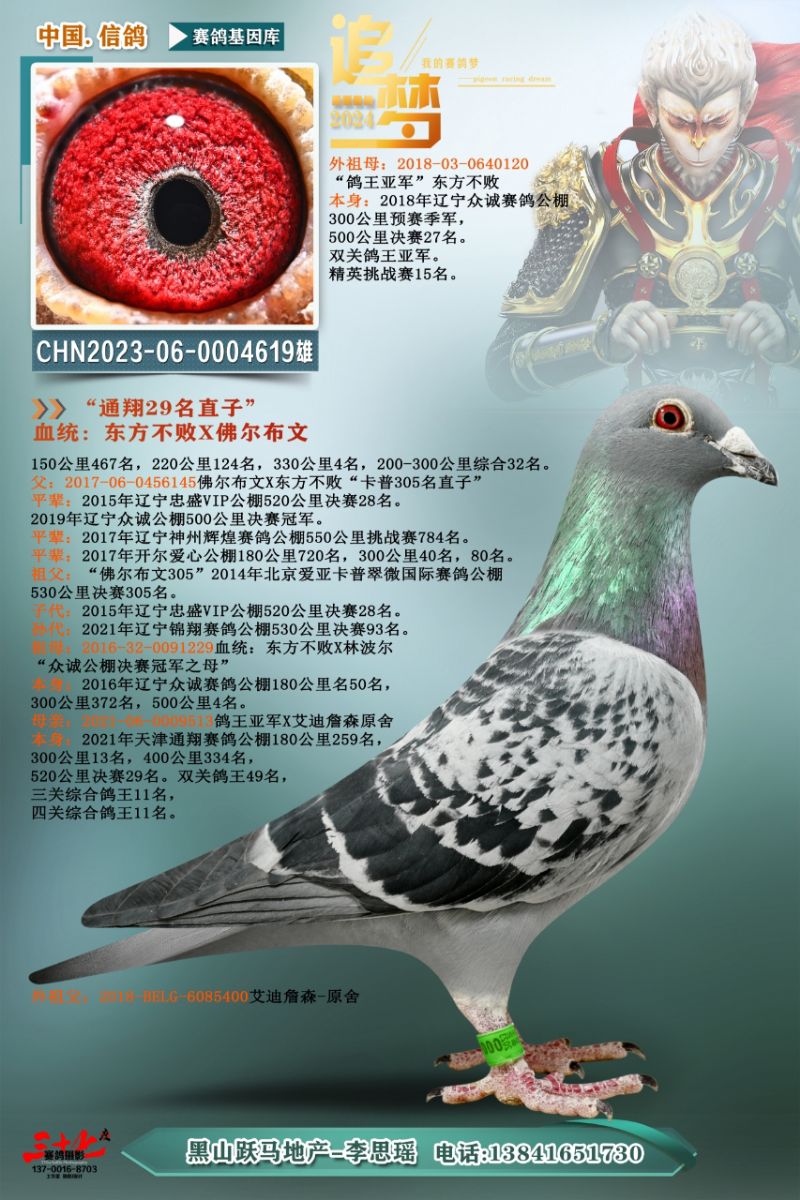 养鸽姑娘-跃马地产李思瑶 - 中信网铭鸽展厅