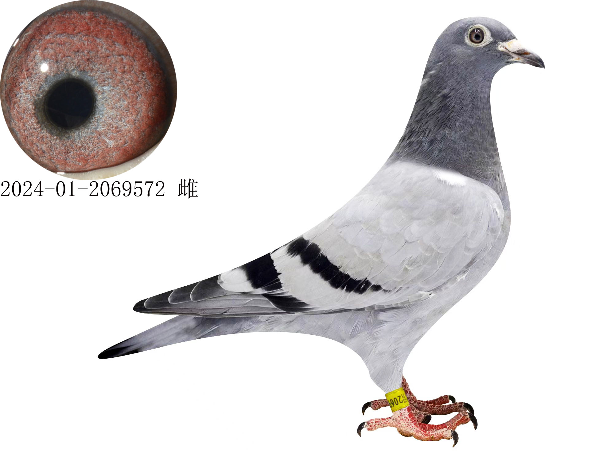 美国赛鸽 - 中信网铭鸽展厅