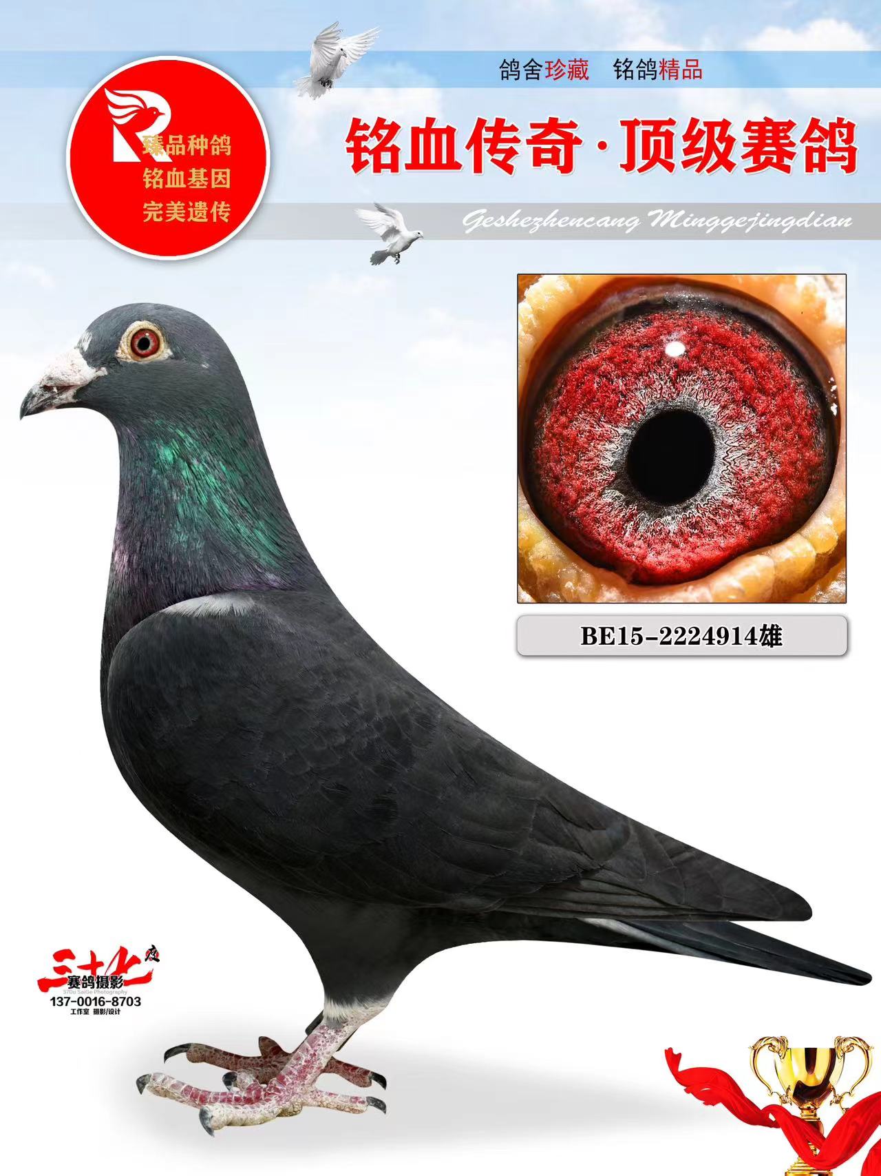 牧鸽文化 - 中信网铭鸽展厅