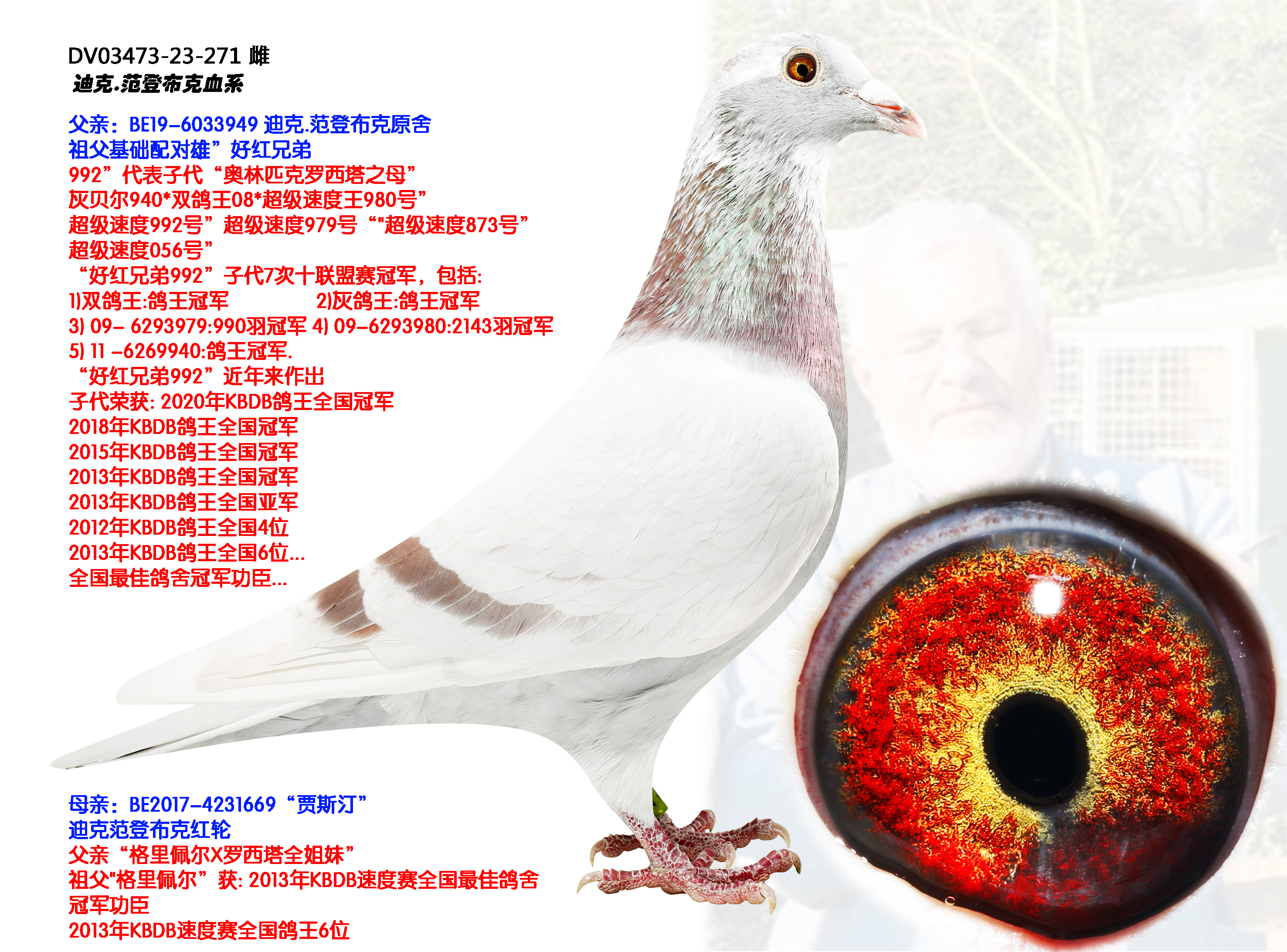 竞翔赛鸽站 - 中信网铭鸽展厅