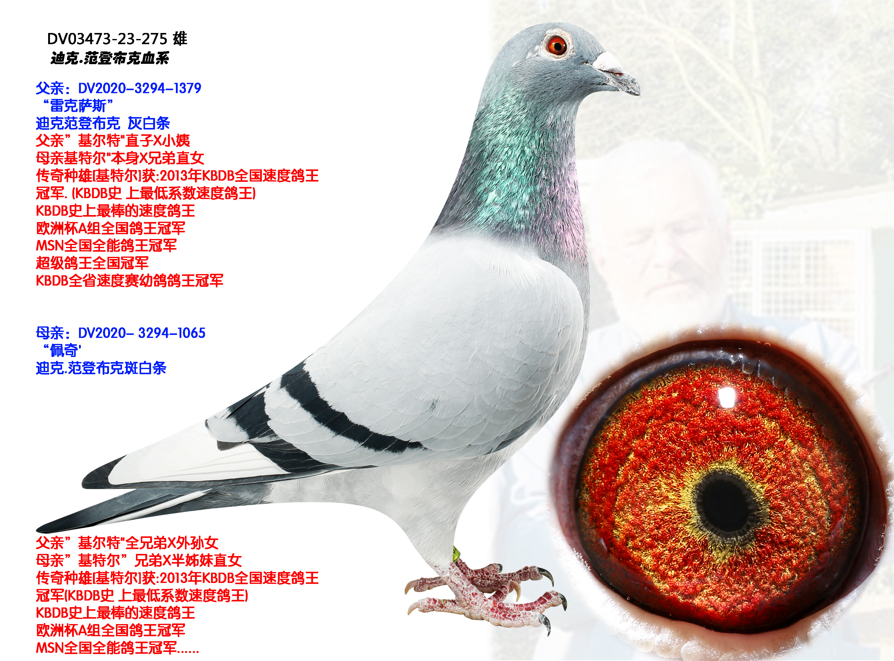 信鸽在线拍卖平台 - 中国信鸽信息网