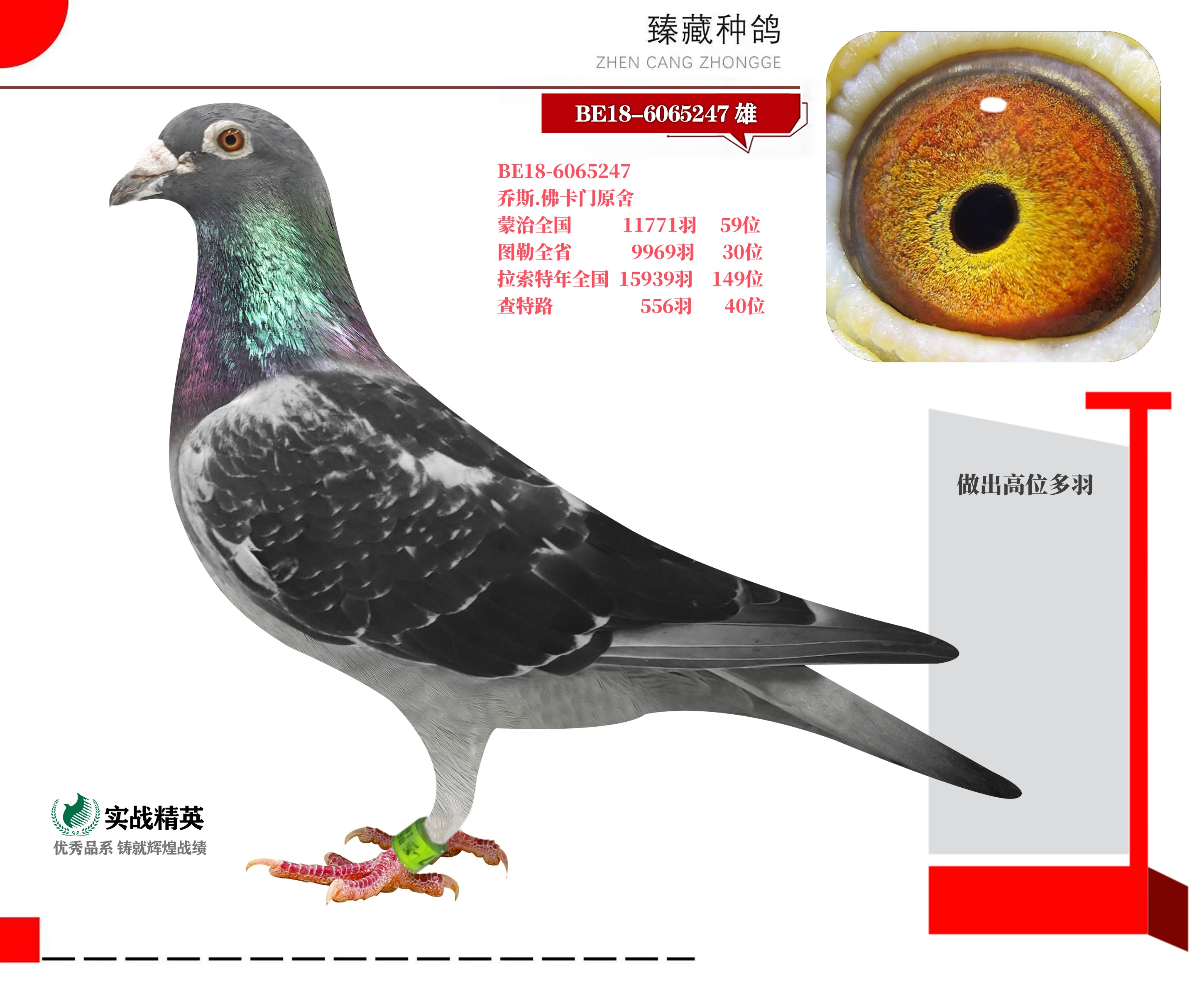 古柏兄弟信鸽图片图片