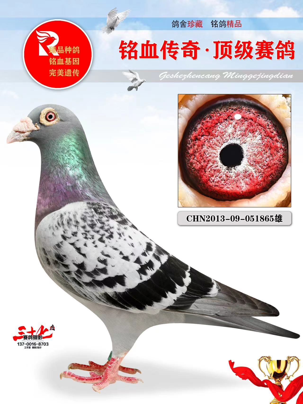 牧鸽文化 - 中信网铭鸽展厅