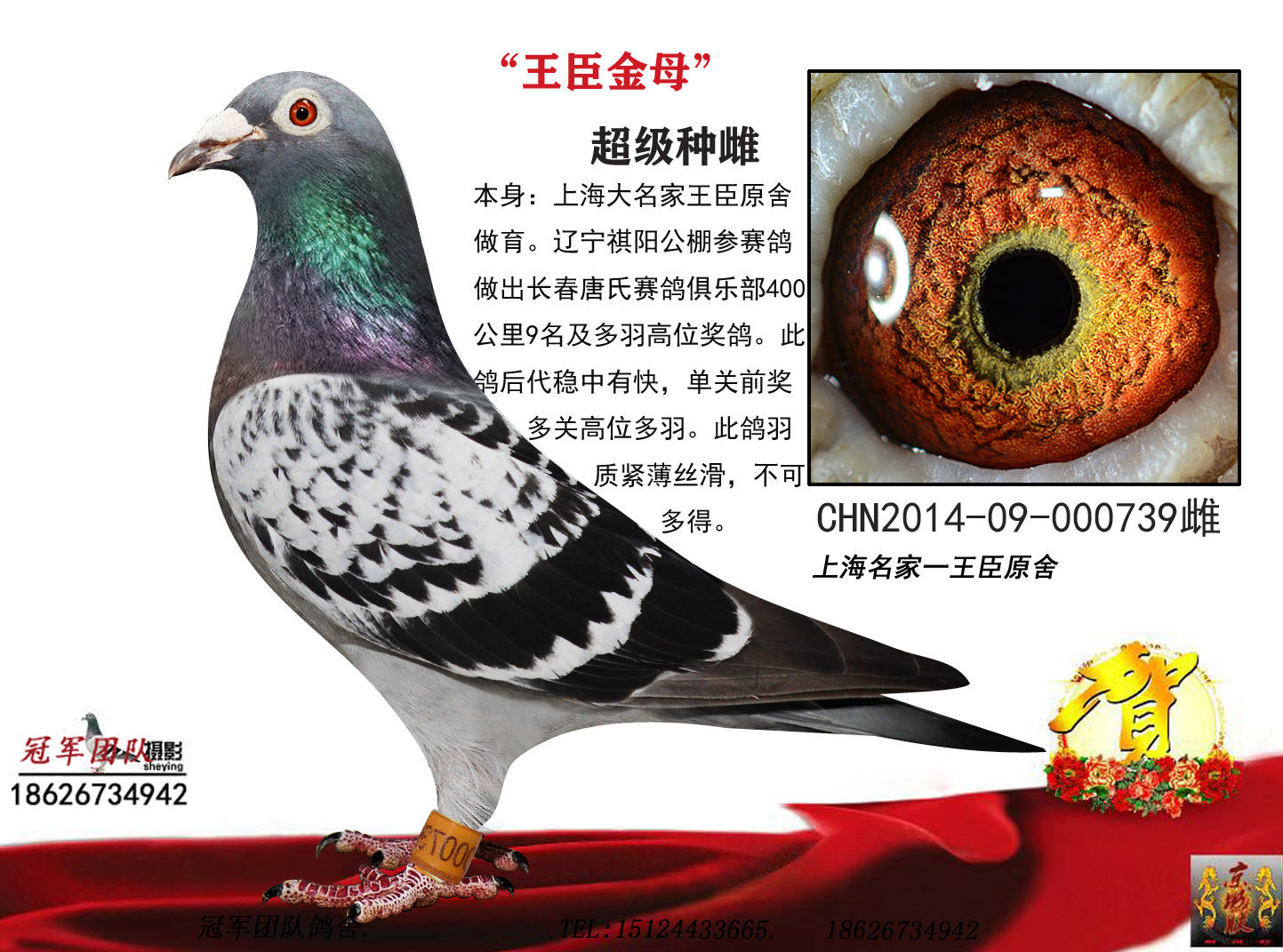 冠军团队鸽舍 - 中信网铭鸽展厅